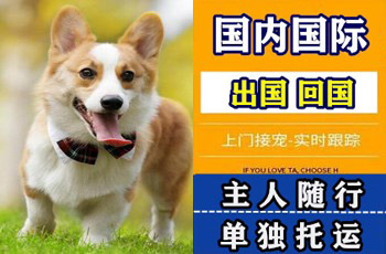 北京宠物托运公司北京宠物托运公司北京宠物托运公司